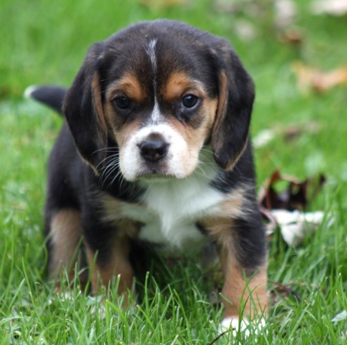 Pictures Of Beagles Puppies